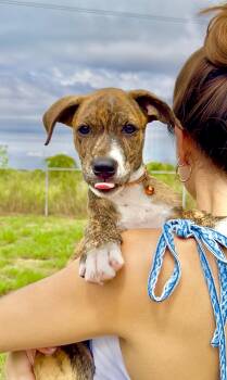 Bimbi - Sweet, loving, brindle boy puppy, fully vaccinated - LOW -  Labrador Retriever and Mountain Cur Dog for Adoption in Isabela, Isabela - Bimbi - Sweet, Loving, Brindle Boy Puppy, Fully Vaccinated - LOW | PetCurious