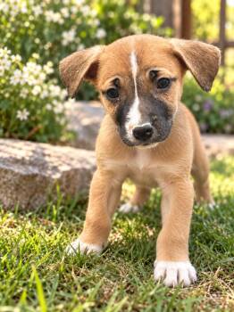 Pickle -  Pit Bull Terrier Dog for Adoption in Brownstown, Indiana - Pickle | PetCurious