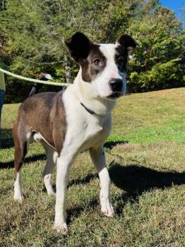 Rescue American Staffordshire Terrier Dogs for Adoption in Martinsville, Virginia - Steven | PetCurious