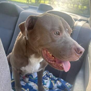 Buckles -  Pit Bull Terrier Dog for Adoption in Greensboro, North Carolina - Buckles | PetCurious