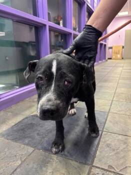 Panda -  Pit Bull Terrier and Mixed Breed Dog for Adoption in El Paso, Texas - Panda | PetCurious