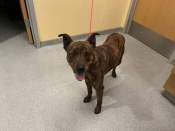 Pit Bull Terrier Dogs Available for Adoption - ZION | PetCurious