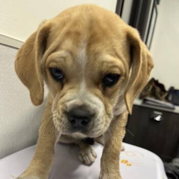 Boxer and Mixed Breed Dogs Available for Adoption in Tampa, Florida - Yandy | PetCurious