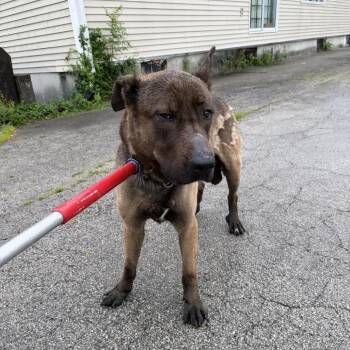German Shepherd Dog and Belgian Shepherd Malinois Dogs Available for Adoption in St. Louis, Missouri - Roscoe Nash | PetCurious