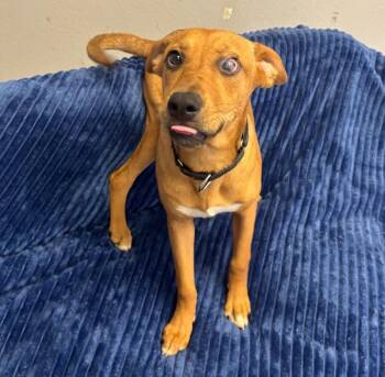Gypsy -  Shepherd and Mixed Breed Dog for Adoption in Los Angeles, California - Gypsy | PetCurious