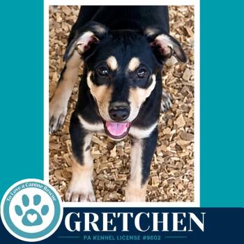 Gretchen (Prost Pups) 100326 -  German Shepherd Dog Dog for Adoption in Kimberton, Pennsylvania - Gretchen (Prost Pups) 100326 | PetCurious