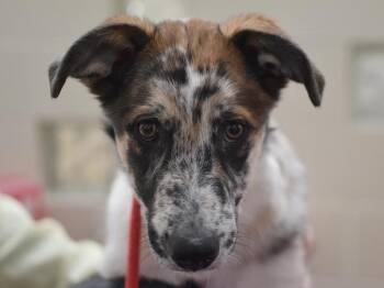 Blaze -  Australian Shepherd Dog for Adoption in Portland, Oregon - Blaze | PetCurious