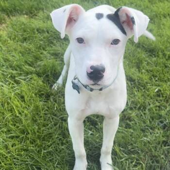Florence -  Mixed Breed Dog for Adoption - Florence | PetCurious