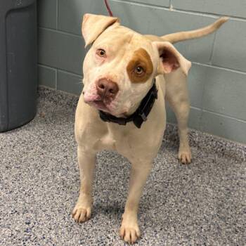 American Staffordshire Terrier Dogs Available for Adoption in Greenville, South Carolina - Tyson | PetCurious