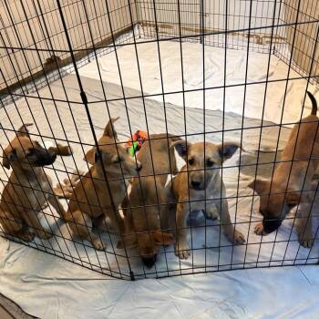 Kuromi -  Belgian Shepherd Malinois and Mixed Breed Dog for Adoption in Flagstaff, Arizona - Kuromi | PetCurious