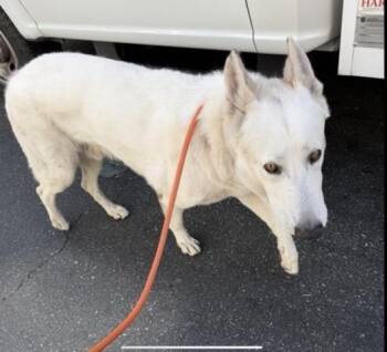GHOST -  Siberian Husky and Mixed Breed Dog for Adoption in Ontario, California - GHOST | PetCurious