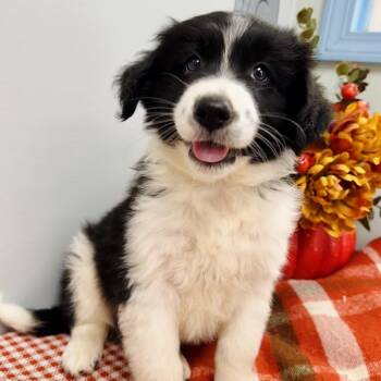 Wilder -  Border Collie Dog for Adoption in Lebanon, Missouri - Wilder | PetCurious