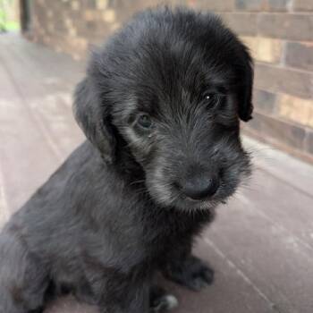 Bernese Mountain Dog and Labrador Retriever Dogs Available for Adoption in Ottawa Hills, Ohio - Mischief | PetCurious