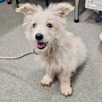 Lilly Anne 07-0101 -  West Highland White Terrier Westie and Mixed Breed Dog for Adoption in Tyrone, Georgia - Lilly Anne 07-0101 | PetCurious