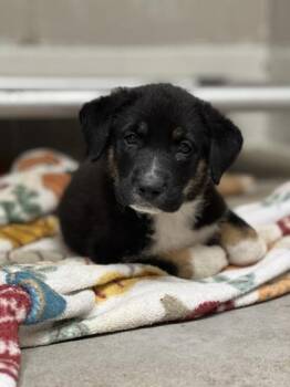 Evander -  Rottweiler and Mixed Breed Dog for Adoption in Fort Worth, Texas - Evander | PetCurious