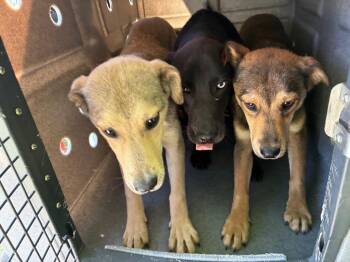 Henry -  Hound Dog for Adoption in Bloomington, Indiana - Henry | PetCurious