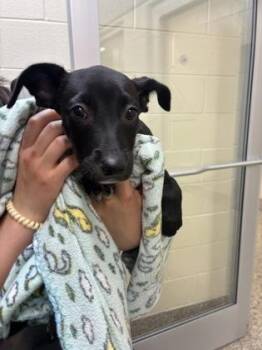 Tiffany -  Labrador Retriever and Mixed Breed Dog for Adoption in Westland, Michigan - Tiffany | PetCurious
