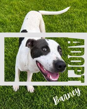 Barney -  Pit Bull Terrier Dog for Adoption in Redfield, Arkansas - Barney | PetCurious