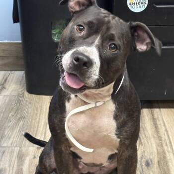 Courtney -  Mixed Breed Dog for Adoption in Henderson, Kentucky - Courtney | PetCurious