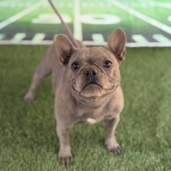 Clementine -  French Bulldog and Mixed Breed Dog for Adoption in New York, New York - Clementine | PetCurious