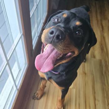 Rottweiler Dogs Available for Adoption in Cedar Rapids, Iowa - Tiana | PetCurious