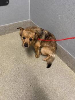 Terrier Dogs Available for Adoption in Las Vegas, Nevada - COSMO | PetCurious