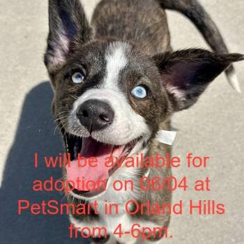 Starsky -  Mixed Breed Dog Available for Adoption in Matteson, Illinois - Starsky | PetCurious