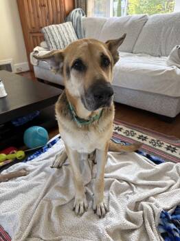 Lucky -  German Shepherd Dog Dog for Adoption in Owen Sound, Ontario - Lucky | PetCurious