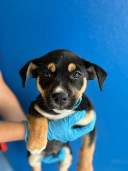 A256366 -  German Shepherd Dog and Mixed Breed Dog for Adoption in Visalia, California - A256366 | PetCurious