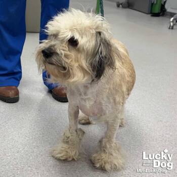 Havanese Dogs Available for Adoption in Washington, District Of Columbia - Lucy | PetCurious