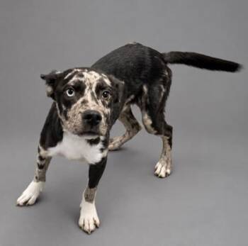 Sky Walker -  Catahoula Leopard Dog and Mixed Breed Dog for Adoption in Bowling Green, Kentucky - Sky Walker | PetCurious