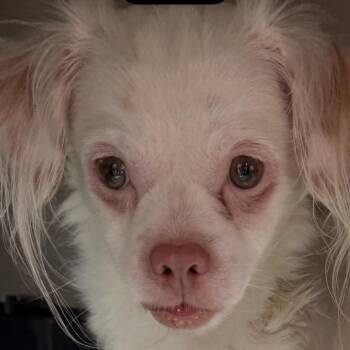 Everest 22401 -  Cavalier King Charles Spaniel and Mixed Breed Dog for Adoption in Cumming, Georgia - Everest 22401 | PetCurious
