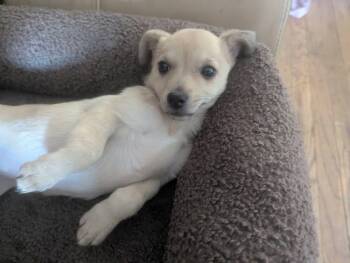 Rescue Dachshund and Terrier Dogs for Adoption in Oakland, California - Hibachi | PetCurious