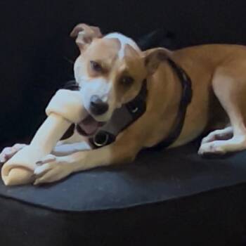 Mixed Breed Dogs Available for Adoption - Havana | PetCurious