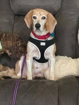 Birdie -  Beagle Dog for Adoption in Whitewater, Wisconsin - Birdie | PetCurious