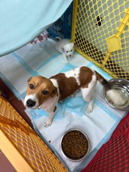 Rescue Beagle Dogs for Adoption in Oswego, Illinois - Foster HONEY & PUPS! | PetCurious