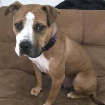 Molly P -  American Staffordshire Terrier Dog for Adoption in Lucas, Texas - Molly P | PetCurious