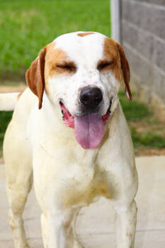 Rescue Hound Dogs for Adoption in Evansville, Indiana - Bartholomew | PetCurious