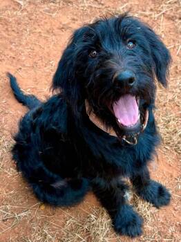 Fendi -  German Shepherd Dog and Standard Poodle Dog for Adoption in New Baltimore, Michigan - Fendi | PetCurious