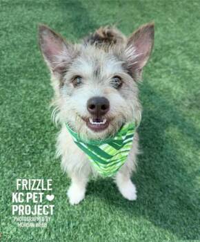 Frizzle -  Mixed Breed Dog for Adoption in Kansas City, Missouri - Frizzle | PetCurious