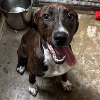 Clover -  Redbone Coonhound and Mixed Breed Dog for Adoption in Eureka Springs, Arkansas - Clover | PetCurious