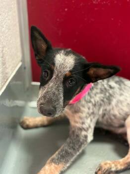DANI -  Australian Cattle Dog Blue Heeler and Mixed Breed Dog for Adoption in Visalia, California - DANI | PetCurious