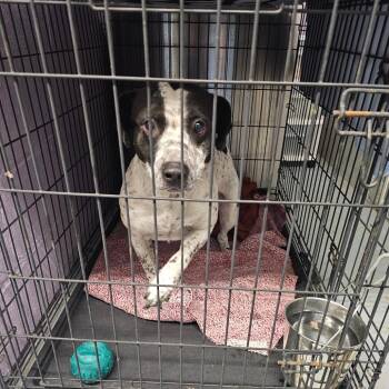 TNGC-Stray-1407 -  Mixed Breed Dog for Adoption in Pulaski, Tennessee - TNGC-Stray-1407 | PetCurious