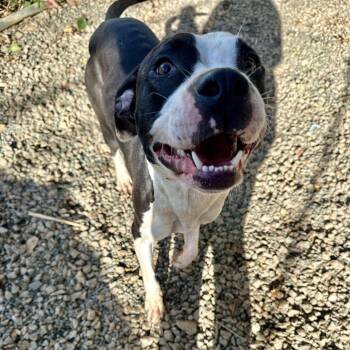 Rescue Pit Bull Terrier Dogs for Adoption in Columbia, South Carolina - Laney | PetCurious