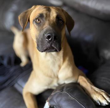 Tiger -  Mastiff and Belgian Shepherd Malinois Dog for Adoption in Naperville, Illinois - Tiger | PetCurious