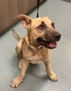 Black Mouth Cur and Mixed Breed Dogs Available for Adoption in Baytown, Texas - TUNA | PetCurious