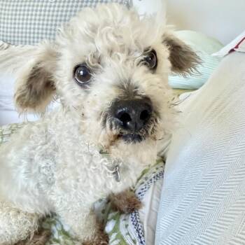 Sheep Detective -  Miniature Poodle and Bichon Frise Dog for Adoption in Los Angeles, California - Sheep Detective | PetCurious