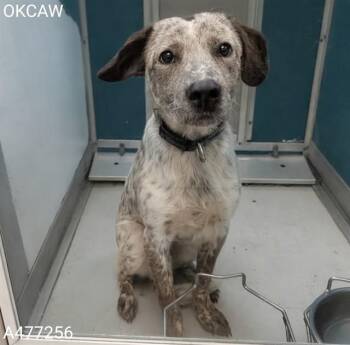 A477256 -  Australian Cattle Dog Blue Heeler Dog for Adoption in Oklahoma City, Oklahoma - A477256 | PetCurious