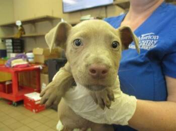 Staffordshire Bull Terrier Dogs Available for Adoption in Ocala, Florida - A380170 | PetCurious