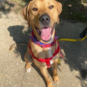 Hound and Mixed Breed Dogs Available for Adoption in Chester, Maryland - Tatum | PetCurious